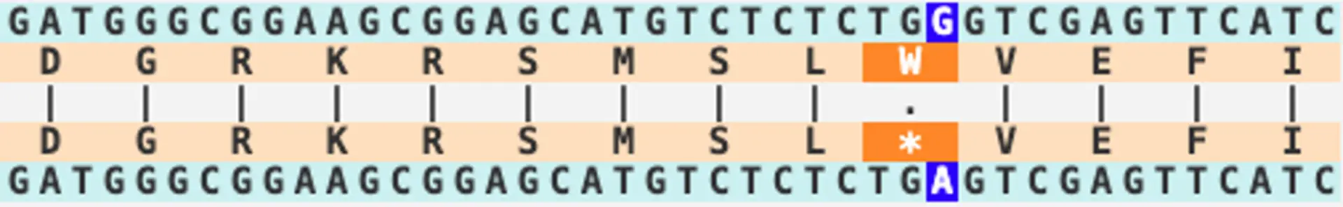 Alignment of the nucleotides and amino acid in the correct triplet codon frame shows that a single SNP can result in a stop codon, which will lead to a truncated protein sequence.