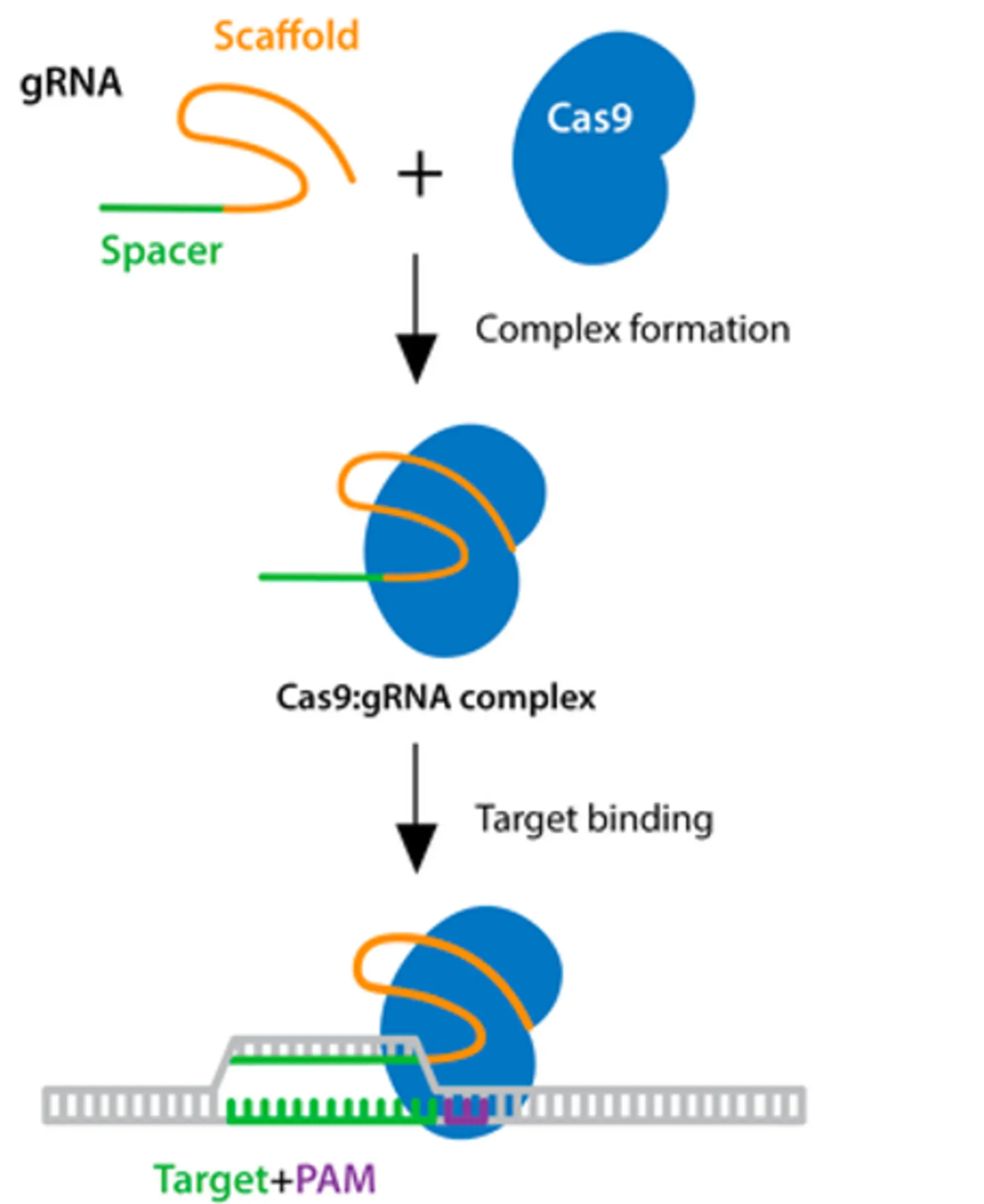 The CRISPR pathway uses the Cas9 endonuclease, which aquires sequences specificity to the target with the guide RNA. Once the Cas9-gRNA binds to the target region, DNA cuts are caused, which leads to edits.