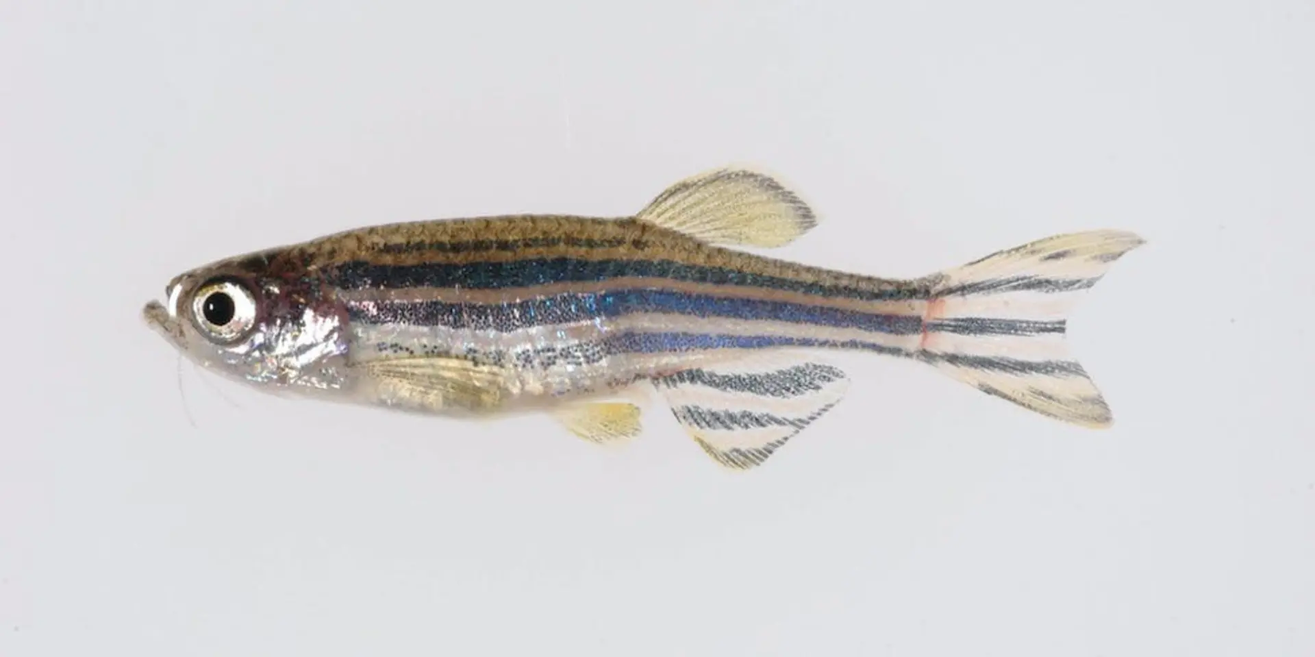 Photograph of the zebrafish (Danio rerio) which is often used as the main fish model organism.