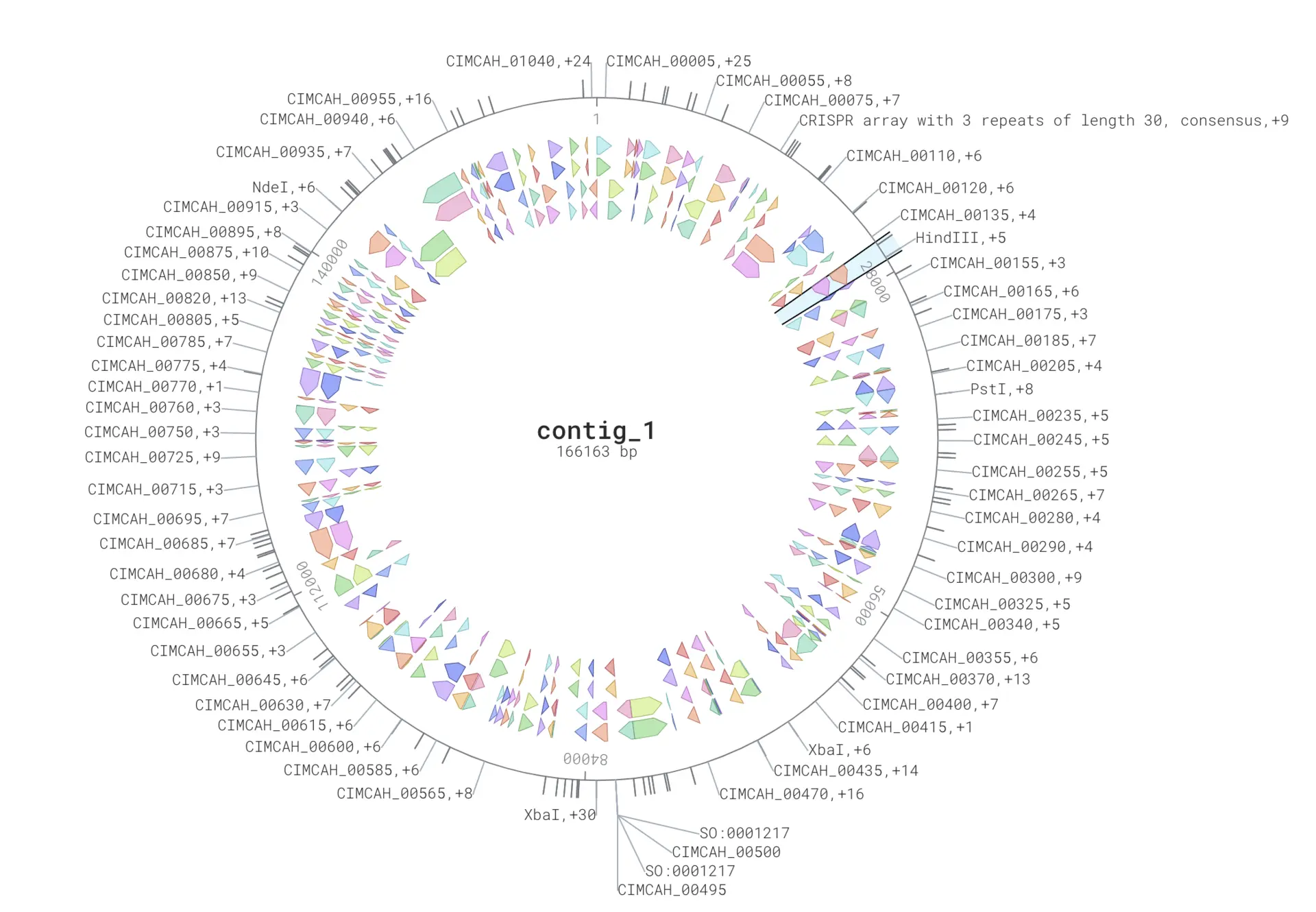 You can annotate genes in bacterial genomes with DNA visualizer