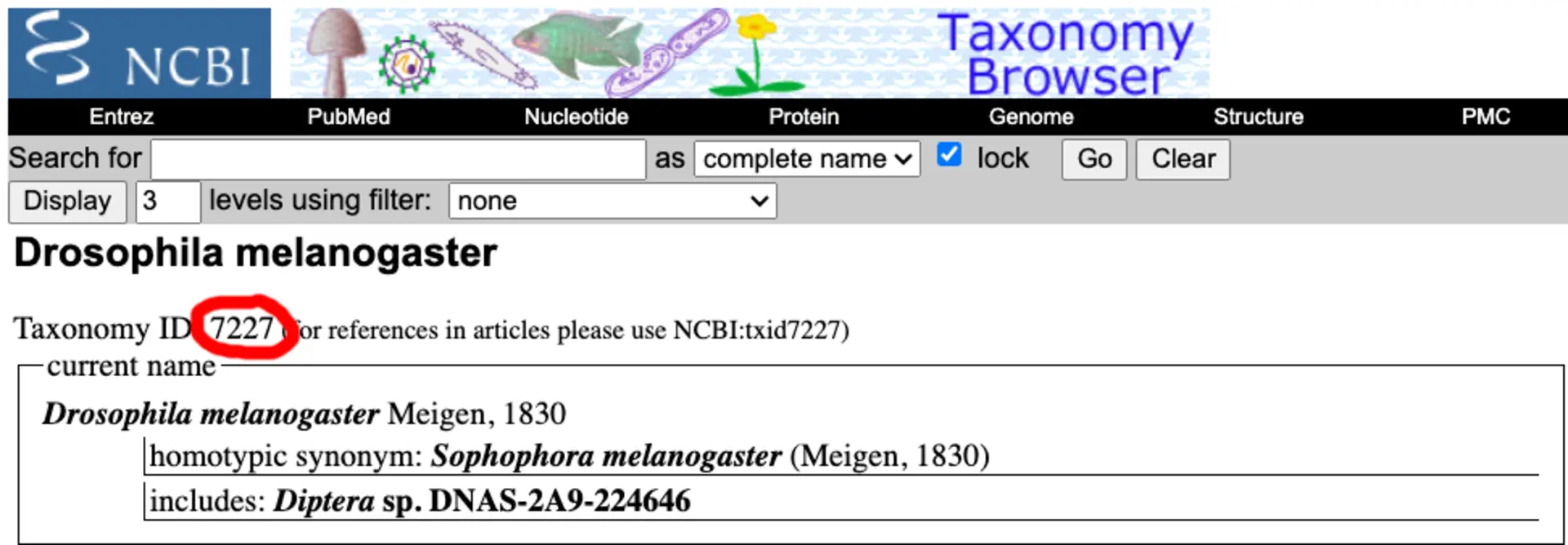 NCBI Taxonomy website showing Drosophila melanogaster page that has the taxid number at the top.