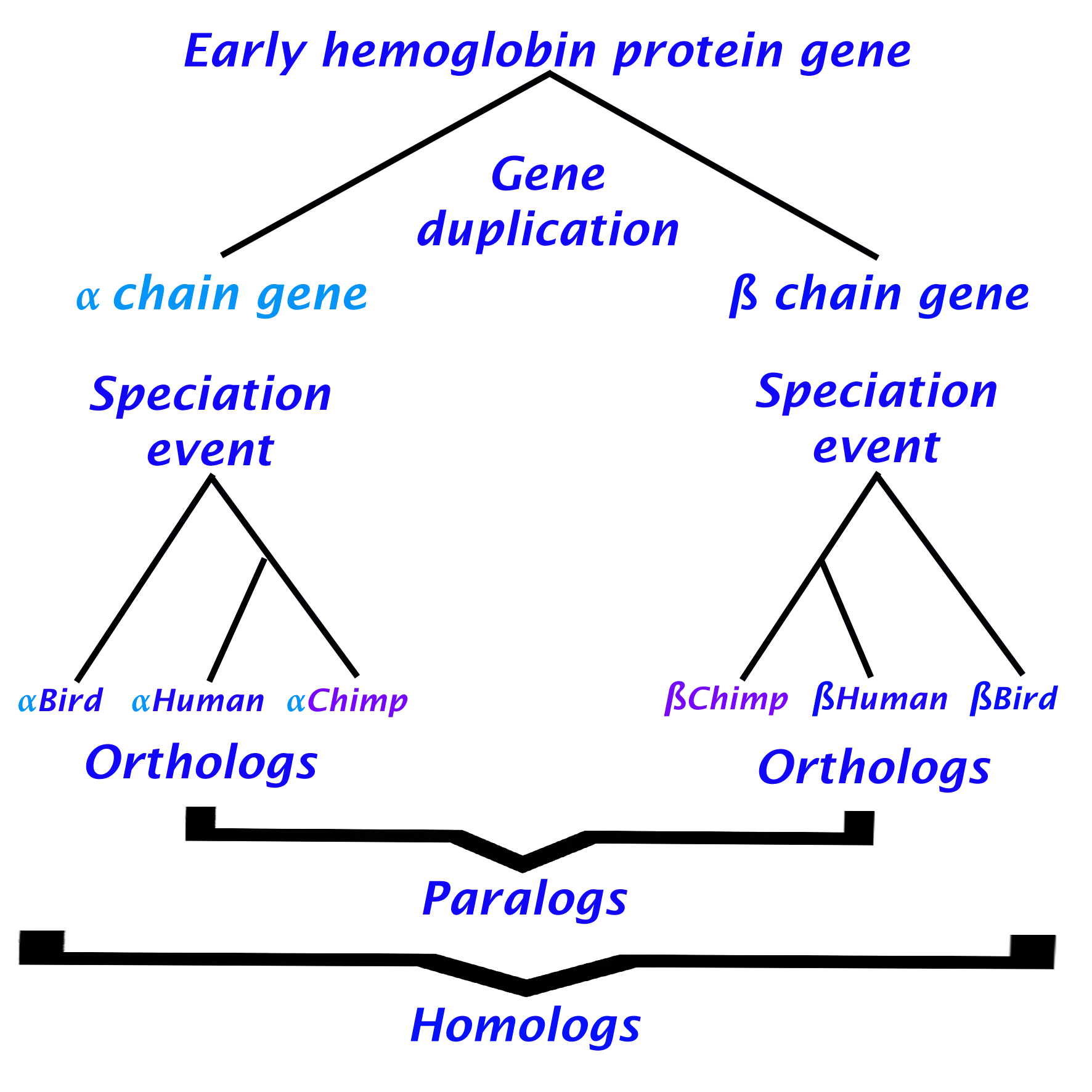 Example of human hemoglobin evolution. The phylogenetic tree shows the orthologous relation between alpha subunits, separate from their paralogs, the beta subunits. However, it is important to notice that all hemoglobin subunits, whether orthologous or paralogous, are homologs with a common evolutionary origin.