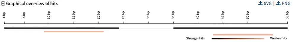 How blast of two genomic hits align to PCR primers