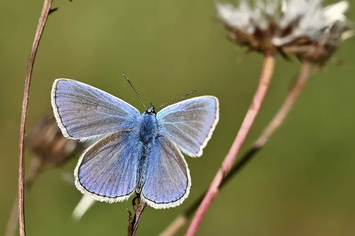 SequenceServer helps to uncover the mechanisms behind sex-determination in butterflies.