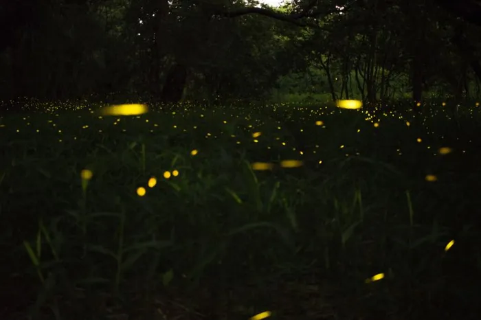 The secrete origins of Firefly bioluminescence!