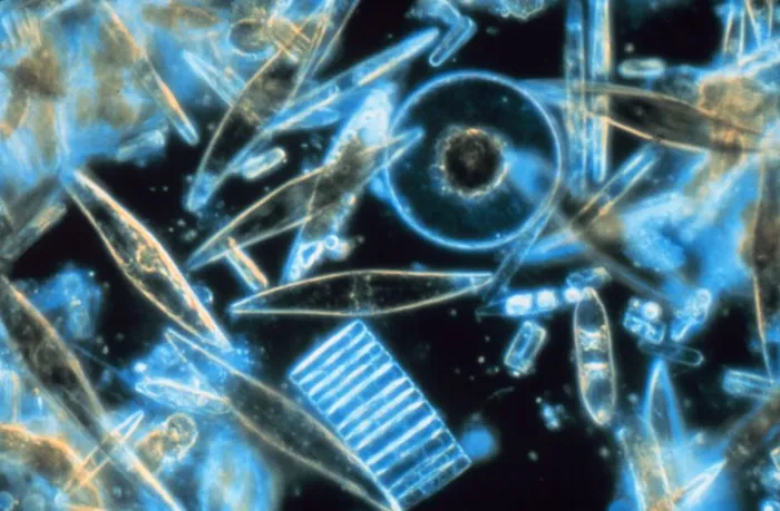 The rap(h)id gliding abilities of raphid diatoms!