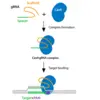 Generating guide RNAs and sequencing primers for CRISPR knockouts